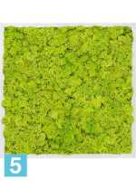 Картина из искусственного мха алюминий 100% олений мох (весенний зеленый) l-60 w-60 h-6 см в Москве
