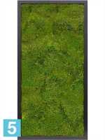 Картина из искусственного мха сатин блеск 100% плоский мох темный фон l-80 w-40 h-6 см в Москве