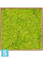 Картина из искусственного мха бамбук 100% олений мох (весенний зеленый) l-80 w-80 h-6 см в Москве