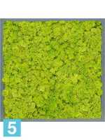 Картина из искусственного мха атласный блеск 100% олений мох (весенний зеленый) серый фон l-60 w-60 h-6 см в Москве