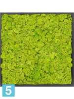 Картина из искусственного мха атласный блеск 100% олений мох (весенний зеленый) темный фон l-60 w-60 h-6 см в Москве
