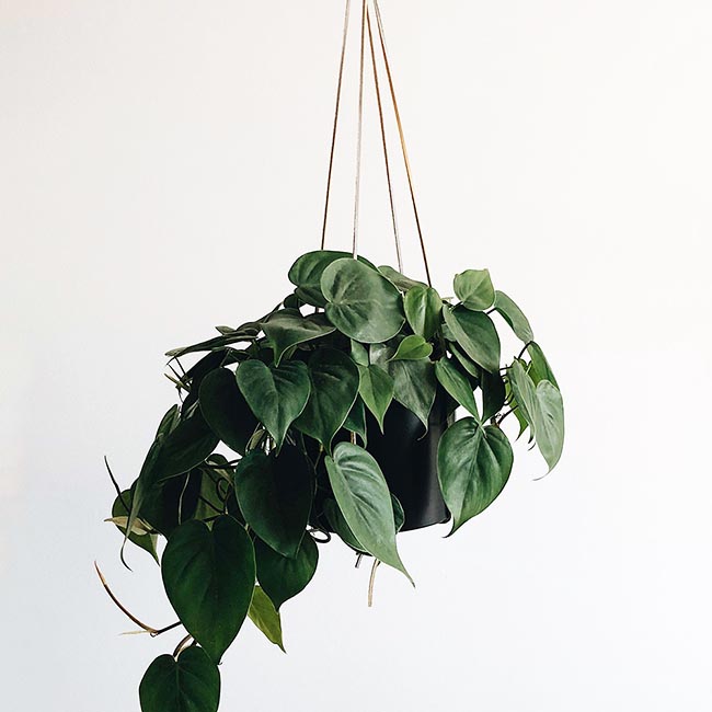 Подвесное кашпо с веревкой