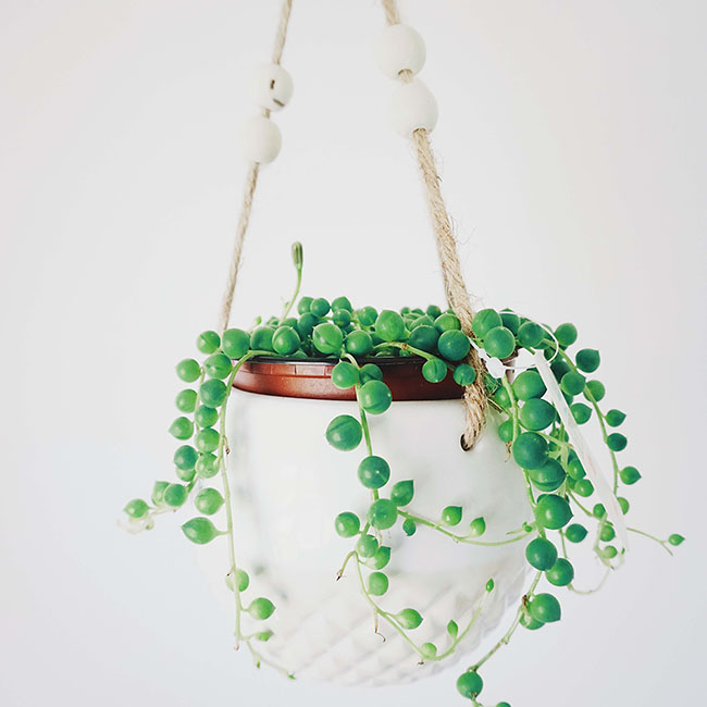 Подвесное кашпо с веревкой