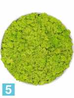 Картина из искусственного мха изысканный натуральный белый 100% олень-мох (весенний зеленый) d-50 h-5 см в Москве