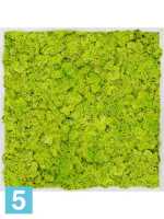Картина из искусственного мха алюминий 100% олений мох (весенний зеленый) l-70 w-70 h-6 см в Москве