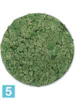 Картина из искусственного мха утонченная мутная серая 100% олень мох (тёмно-зелёный) d-50 h-5 см в Москве