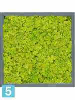 Картина из искусственного мха атласный блеск 100% олень (мох весенний зеленый) l-40 w-40 h-6 см в Москве