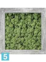 Картина из искусственного мха polystone raw grey 100% олений мох (мох зеленый) l-70 w-70 h-5 см в Москве