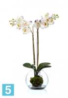 Композиция из искусственных цветов Орхидея Фаленопсис (Sensitive Botanic) белая с фиолетовым в-65 см в стекл.шаре с мхом,землей, водой TREEZ Collection в #REGION_NAME_DECLINE_PP#
