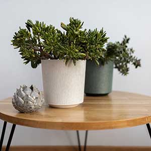 Горшок для калатеи купить | Кашпо для калатеи в интернет-магазине