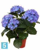 Искусственный цветок в горшке Гортензия Премиум 36h голубая (в кашпо) в #REGION_NAME_DECLINE_PP#