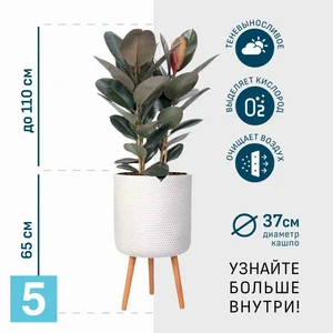 Фикус Эластика Робуста в белом кашпо IDEALIST на ножках, общая высота 175
