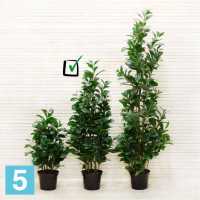 Рускус искусственный Alseed, куст, h-100 см., латекс