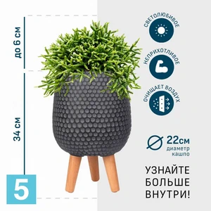 Рипсалис в черном кашпо IDEALIST на ножках, общая высота 40