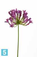Искусственный цветок для декора Агапантус 75h фиолетовый в #REGION_NAME_DECLINE_PP#