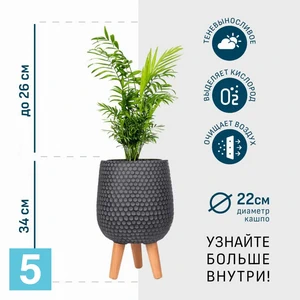 Хамедорея в черном кашпо IDEALIST на ножках, общая высота 60