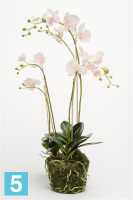 Композиция из искусственных цветов Орхидея Фаленопсис с корнями и листьями в торфе 80h бело-розоватый в #REGION_NAME_DECLINE_PP#