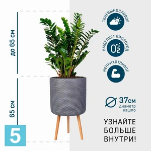 Замиокулькас в дымчато-сером кашпо IDEALIST на ножках, общая высота 130