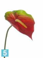 Искусственный цветок для декора Антуриум 13dx78h красно-зеленый (срезка) в #REGION_NAME_DECLINE_PP#