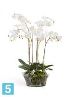 Композиция из искусственных цветов Орхидея Фаленопсис белая в низкой круглой вазе с мхом, корнями, землей 90h TREEZ Collection