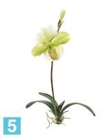 Композиция из искусственных цветов Орхидея Венерин Башмачок белый/лайм с листьями и корнями TREEZ Collection