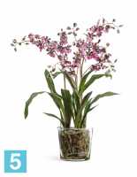 Композиция из искусственных цветов Орхидея Онцидиум бургундия с розово-белым в стеклянной вазе с мхом, корнями, землей TREEZ Collection