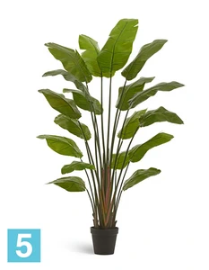 Искуственная стрелиция Traveller (Sensitive Botanic) TREEZ Collection 180h
