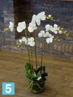 Орхидея фаленопсис белая с землёй и мхом искусственная h-90 см в Москве