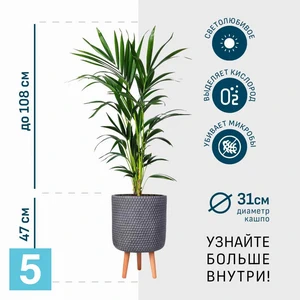 Ховея в дымчато-сером кашпо IDEALIST на ножках, общая высота 155