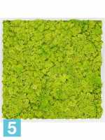 Картина из искусственного мха сатин блеск 100% олений мох (весенний зеленый) l-80 w-80 h-6 см в Москве