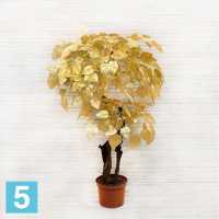 Дерево золотое искусственное Alseed, 2кр., ориг., ст., 120 см. в Москве