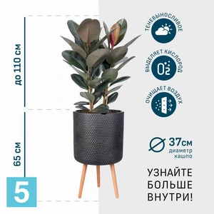 Фикус Эластика Робуста в черном кашпо IDEALIST на ножках, общая высота 175