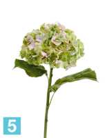 Искусственный цветок для декора Гортензия Holland dry светло-зеленая со светло-розовым TREEZ Collection в Москве