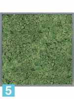 Картина из искусственного мха атласный блеск 100% олений мох (мох зеленый) серый фон l-80 w-80 h-6 см в Москве