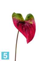 Искусственный цветок для декора Антуриум Макс зеленый с малиново-бордовым TREEZ Collection