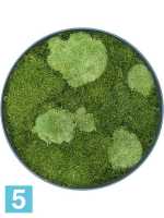 Картина из искусственного мха сосна рафинированная зеленая 30% шарообразная и 70% плоский мох d-40 h-5 см в Москве