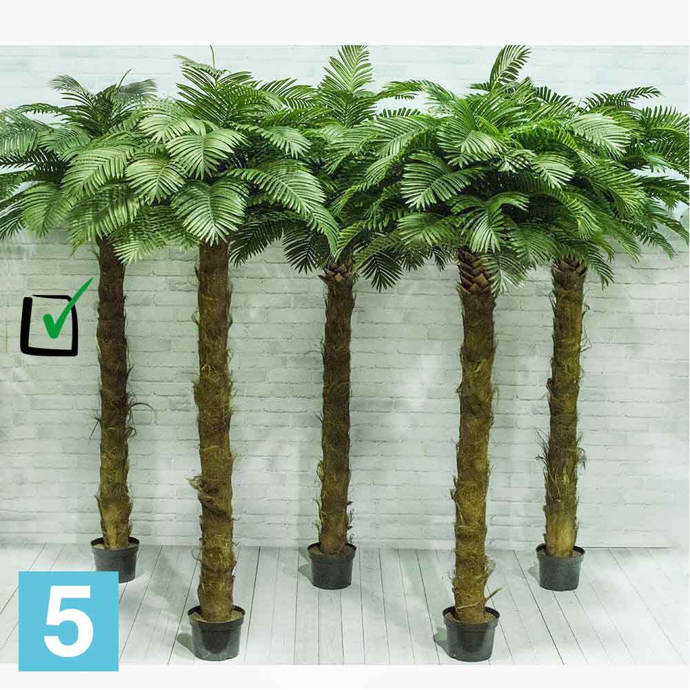 Progasi palma купить. Treez пальмы. Пальма Альсид. Арека Пальма Живая 2 метра. Пальма трихопаркус.