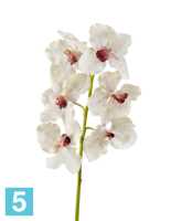 Искусственный цветок для декора Орхидея Ванда крем с крапинами бордо TREEZ Collection в #REGION_NAME_DECLINE_PP#