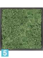 Картина из искусственного мха атласный блеск 100% олений мох (мох зеленый) темный фон l-40 w-40 h-6 см в Москве