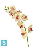 Искусственный цветок для декора Орхидея Фаленопсис Мидл бледно-золотистая с бордо TREEZ Collection в Москве