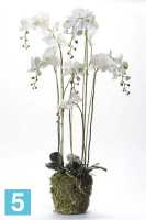 Композиция из искусственных цветов Орхидея Фаленопсис с корнями и листьями в торфе цвет белый h145 см в #REGION_NAME_DECLINE_PP#