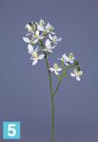 Орхидея Фаленопсис-мини Батерфляй белая искусственная TREEZ Collection 43h в Москве