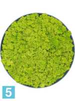 Картина из искусственного мха рафинированная сосна зеленая 100% олений мох (весенняя зеленая) d-40 h-5 см в Москве