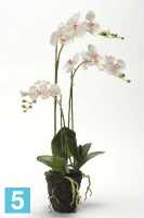 Композиция из искусственных цветов Орхидея Фаленопсис 75h бело-сиреневый (с корнями и листьями в торфе) в #REGION_NAME_DECLINE_PP#