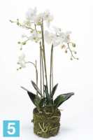 Композиция из искусственных цветов Орхидея Фаленопсис 80h белая (с корнями и листьями в торфе 3 цветка) в #REGION_NAME_DECLINE_PP#