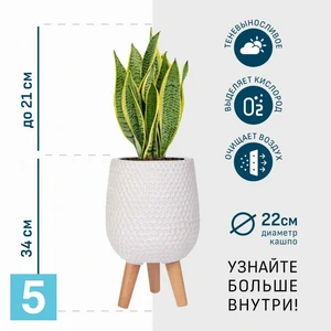 Сансевиерия Лауренти в белом кашпо IDEALIST на ножках, общая высота 55