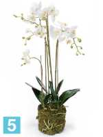 Орхидея фаленопсис белая с землёй и мхом искусственная h-80 см в Москве