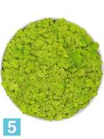 Картина из искусственного мха утонченный натуральный белый 100% олень-мох (весенний зеленый) d-40 h-5 см