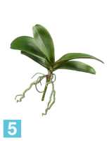 Искусственные листья Орхидеи Фаленопсис средние с корнями TREEZ Collection в #REGION_NAME_DECLINE_PP#
