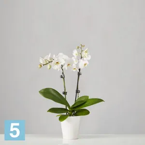 Фаленопсис Белый 2 Ствола 15/100